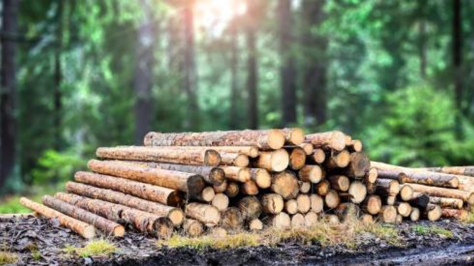 Pile of cut logs