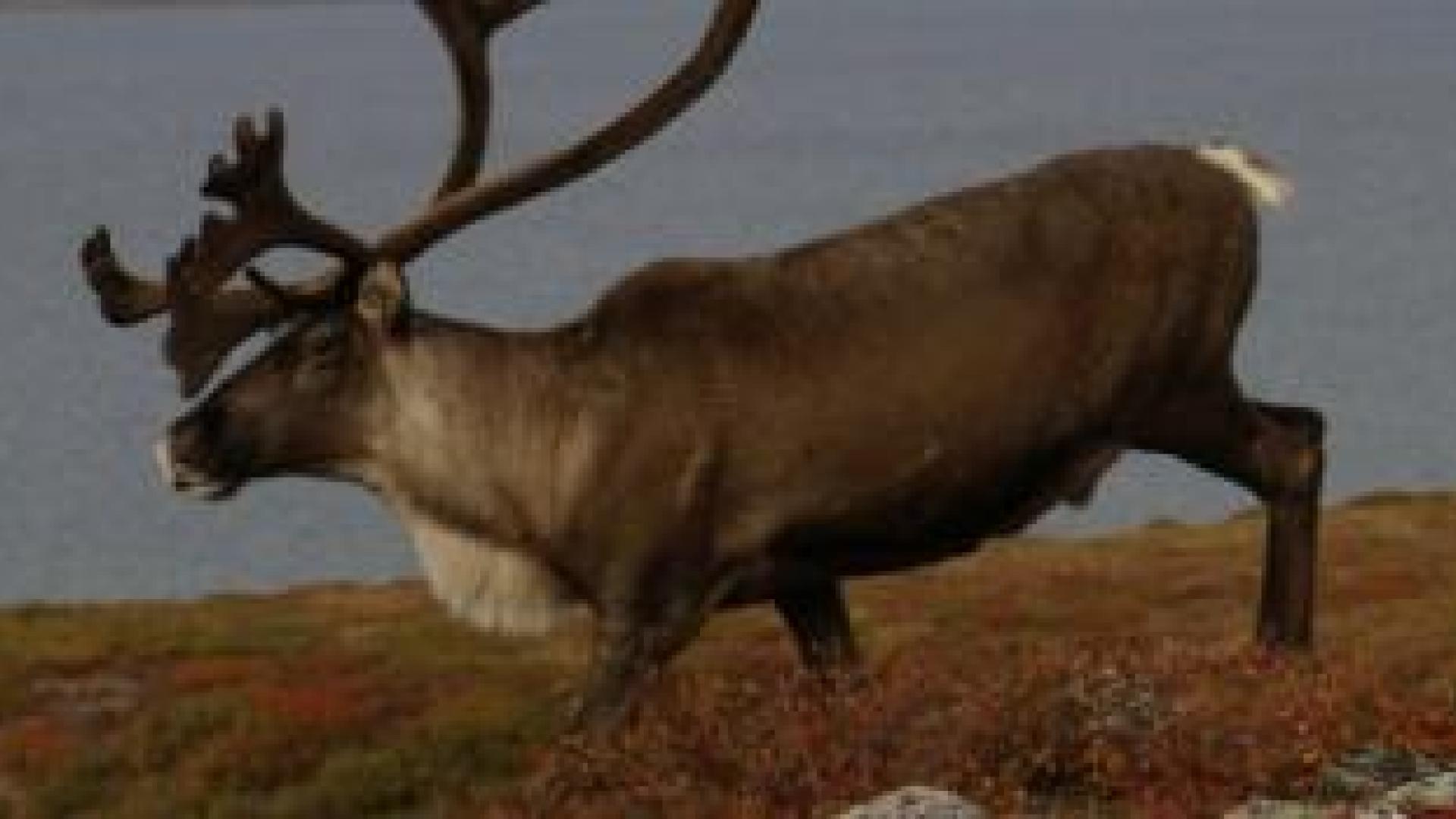 A bathurst caribou 