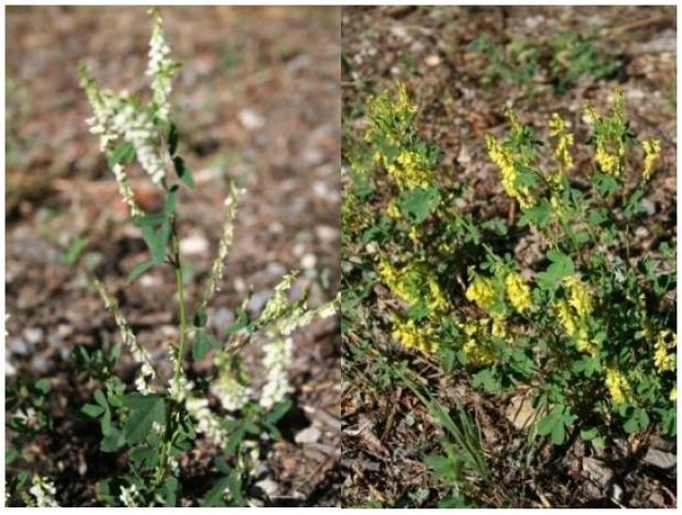 Yellow Sweet Clover and White Sweet Clover