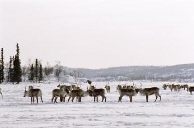 Barren-ground caribou