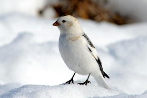A snow bunting on snow