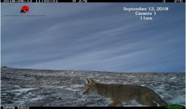 Image: Coyote in Gwich'in Settlement Area. Credit: Gwich’in Renewable Resources Board (GRRB) with permission