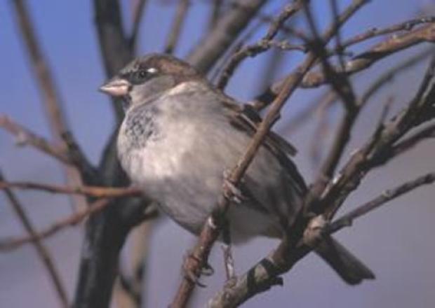 House Sparrow