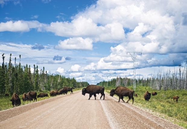 Bison crossing the road 