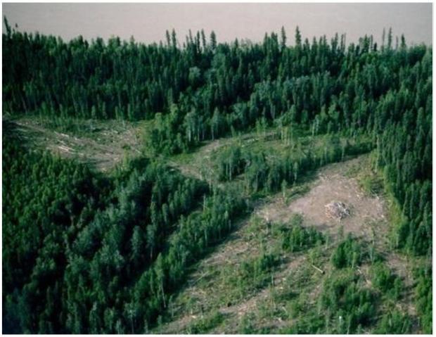 Arial view of a forest