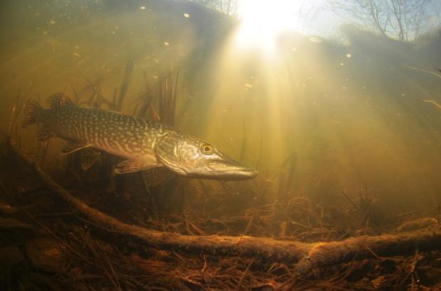 A fish swimming