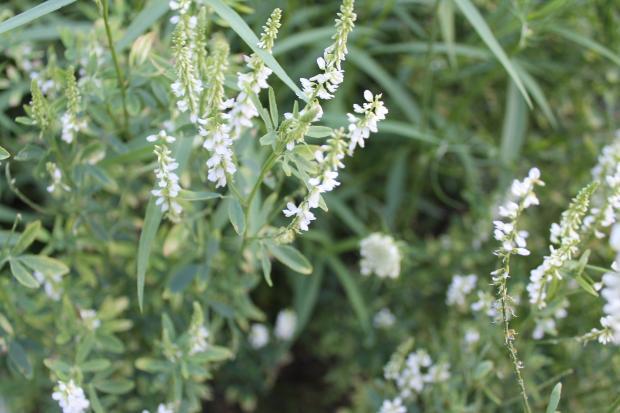 White flowers and green leaves - White Sweet Clover