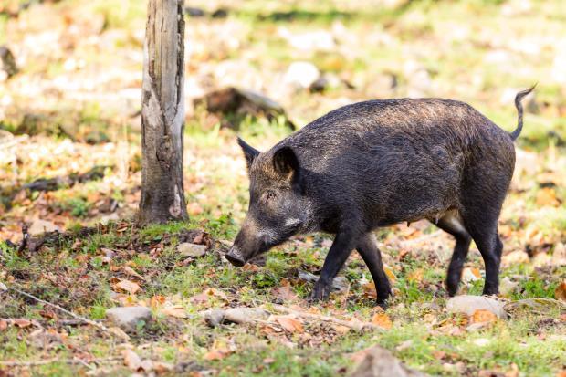 Brown wild pig walking though a grassy enviroment