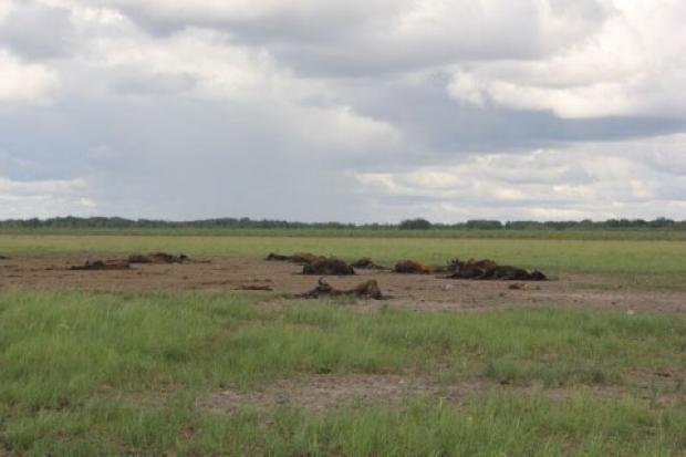 Anthrax outbreak in the Northwest Territories, 2012