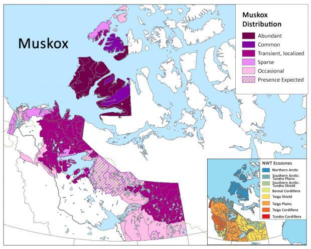 map of Muskoxen distribution in nwt