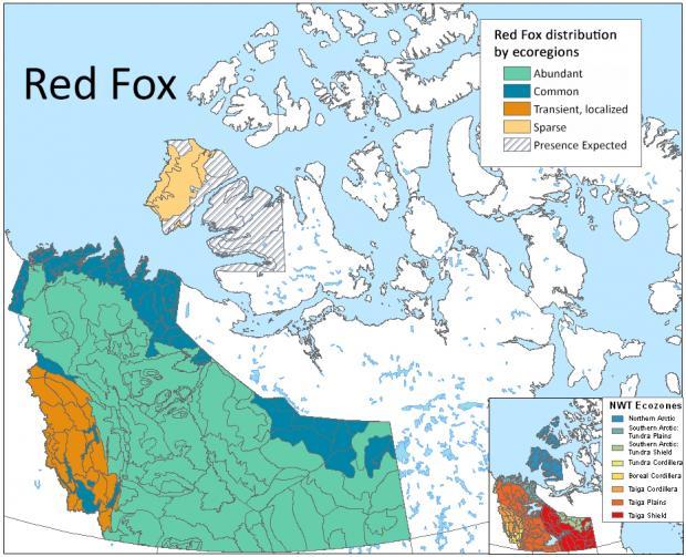 map of red fox distribution in nwt